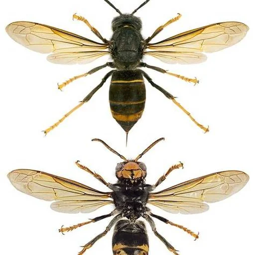 Frelon asiatique, vues dorsale et ventrale