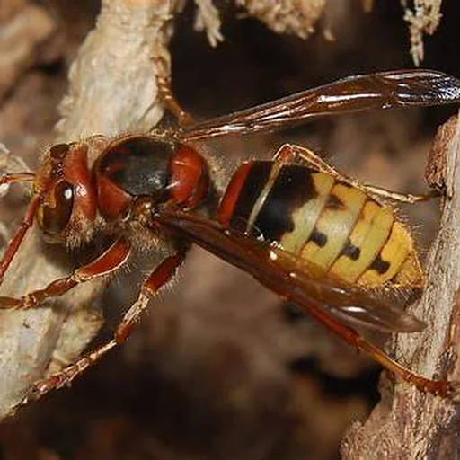 Frelon européen Vespa crabro