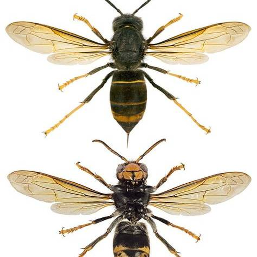 Illustration libre du frelon asiatique